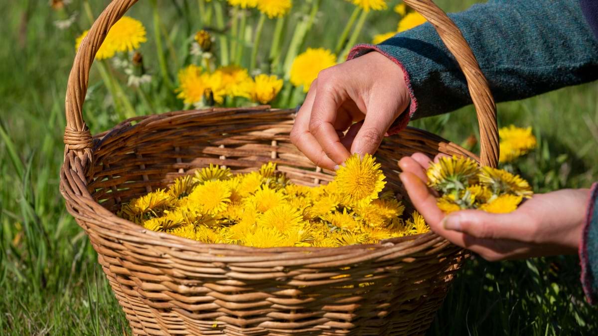 10 motive pentru care sa culegi papadii