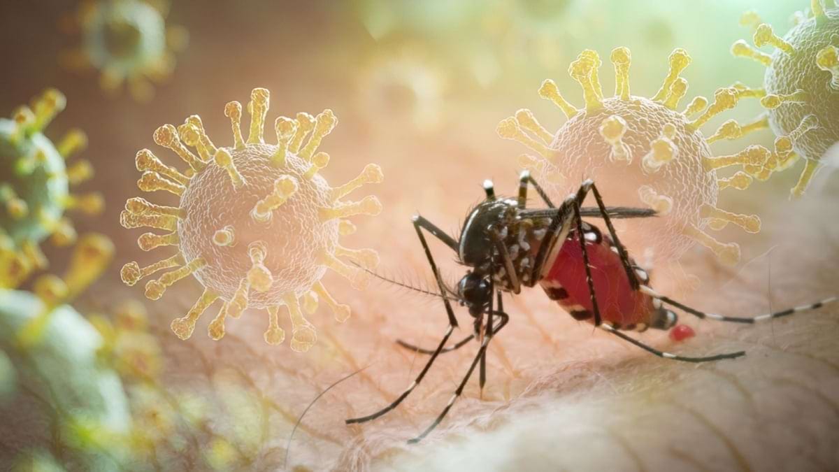 Tot ce trebuie să știi despre noul virus Chikungunya: simptome, diagnostic, tratament