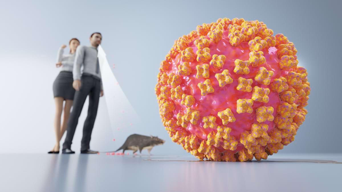 Totul despre hantavirus: cauze, simptome, diagnostic, tratament