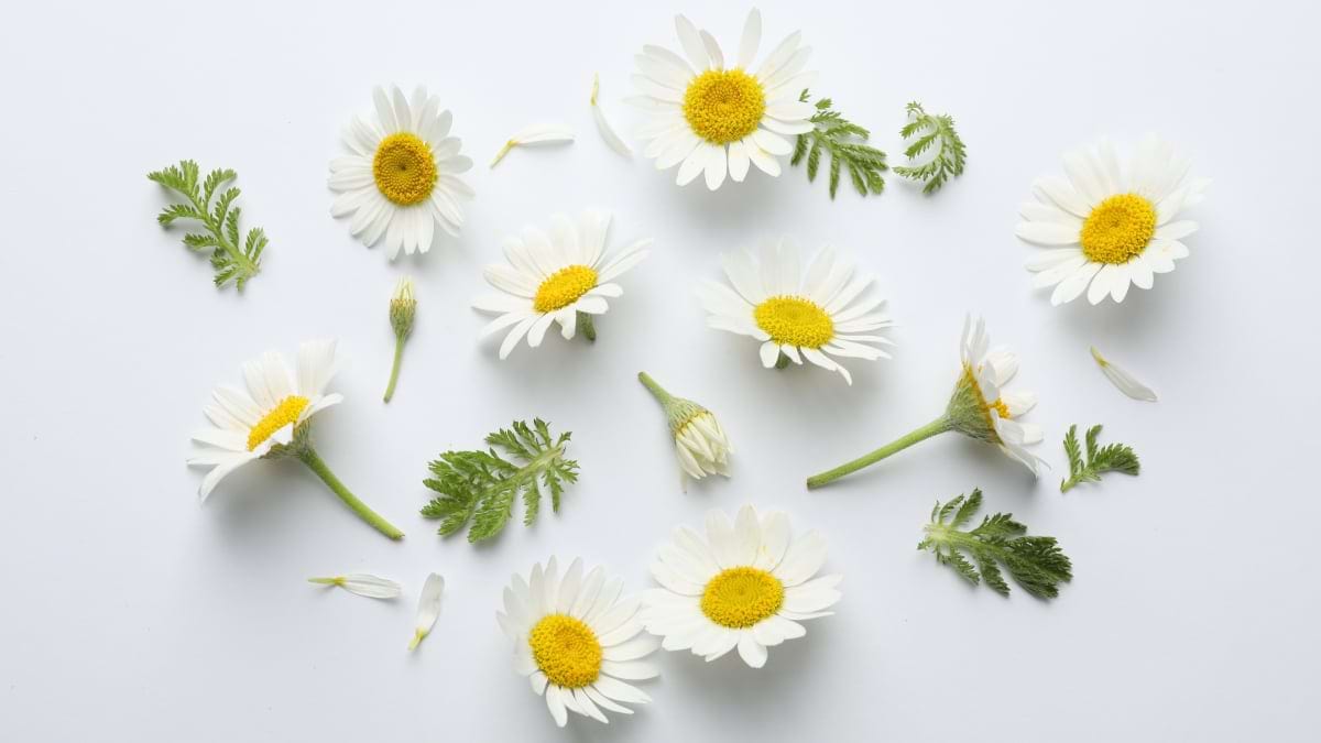Tratamentele alopate și naturale care vindecă cistita