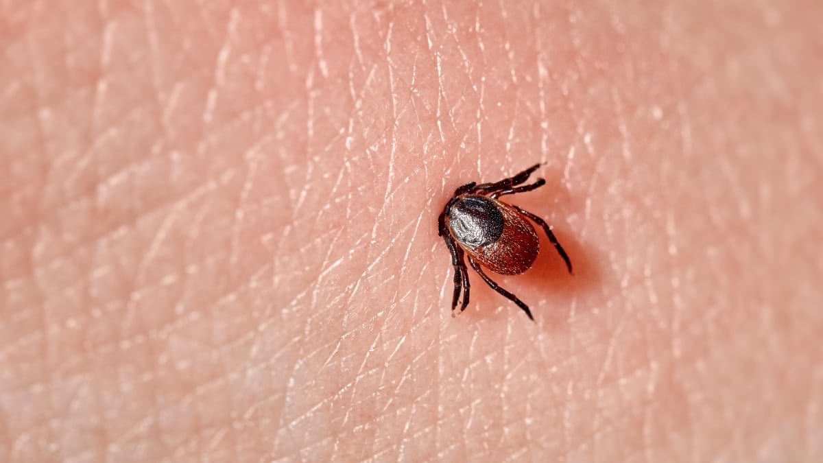Pericolele mușcăturii de căpușă