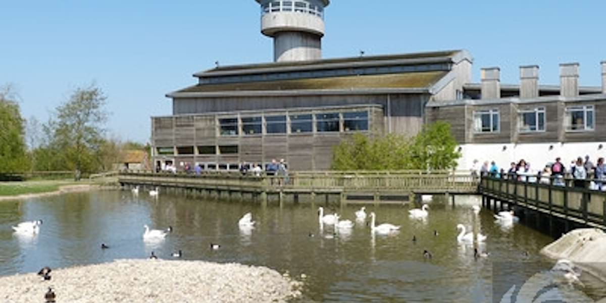 Wildfowl And Wetlands Trust Slimbridge | United Kingdom