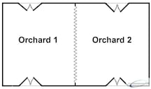 Orchard 2