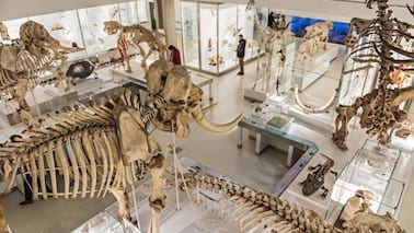 Museum of Zoology Cambridge