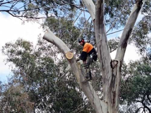 Northern Tree Services in Angle Vale