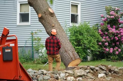 J & B Tree Service in Semaphore